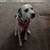 Beautiful Dalmation Dog 5 thumbnail
