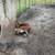 Piglets 3 thumbnail