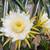 dragon fruit plants 3 thumbnail