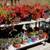 Summer Time Succulents 1 thumbnail