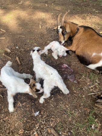 2 bottle fed goats 1