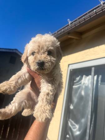 Golden doodle (fairfield / vacaville)63696416690435123