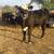 Crossbred heifers 1 thumbnail