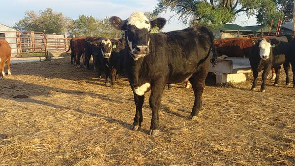 Crossbred heifers 1