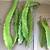 Dragon Fruit plants 6 thumbnail