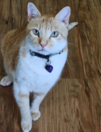 Lost Orange Tabby Cat with White Markings (Camarillo)63686073444993120