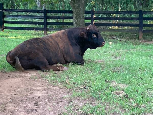 Beautiful Brindle bull 1