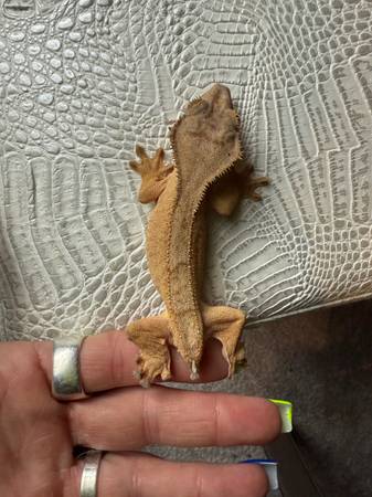 Reubicaciones de Gecko Crestado (Denver)63679675231747124