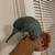 Indian ringneck 10 thumbnail