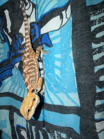 Beared dragon 1