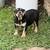 4 month olde English Bulldogge 3 thumbnail
