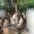 Quails ( Codornices) 5 thumbnail