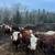 Cattle 4 thumbnail