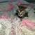 Kittens for sale 12 thumbnail