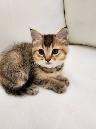 Ruga muffin mix 7 week old female kitten message me for price (Everett)63885717786627121