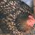 laying hens 1 thumbnail