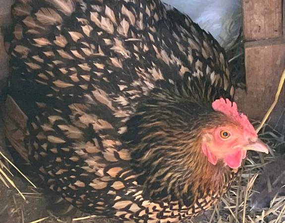 laying hens 1