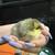 Easter Egger Chicks 5 thumbnail