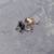 Two person ice fishing shanty 7 thumbnail