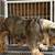 PET HOME ENGLISH BULLDOG 1 thumbnail