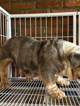 PET HOME ENGLISH BULLDOG 1