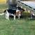 Beagle 7 thumbnail