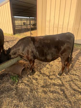 2 Simi Angus heifers 1