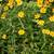 Free Flowering Native Plants 2 thumbnail
