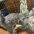 Kittens ,kit cats & cats 14 thumbnail