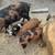 KuneKune Piglets 5 thumbnail