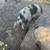 Sows and a gilt 4 thumbnail