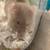Hamster 9 thumbnail