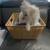 Pom Terrier 6 thumbnail