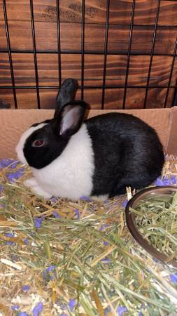 Dutch Rabbit for Sale 1