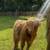 HIGHLAND STEER - Les Grossman Needs a New Home 11 thumbnail