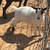 Pygmy goats 4 thumbnail