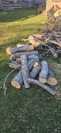 FREE Firewood, Tree Logs & Branches – Pickup Only 1