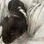 Guinea pig 1 thumbnail