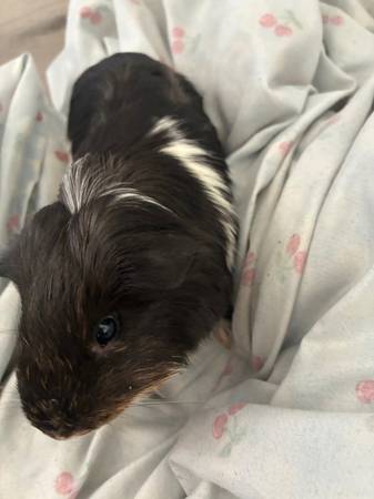 Guinea pig 1