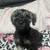 Female mini schnauzer puppy 4 thumbnail