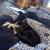 Dog 1 thumbnail