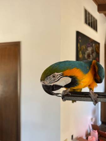 Macaw Parrot (santa rosa)63683413107841121
