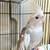 Cockatiels 3 thumbnail