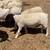 Dorper Sheep and Donkey 1 thumbnail