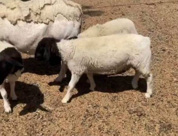 Dorper Sheep and Donkey 1