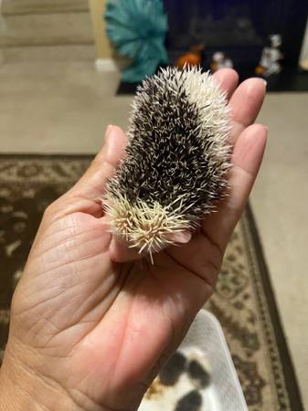 Hedgehog babies (Raleigh)63980447081859124