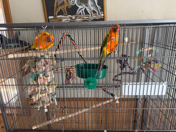Conures solares (San Luis)565454867698165762
