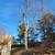 Trees cutting n virginia 1 thumbnail
