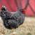 Healthy Laying Hens 4 thumbnail