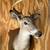 8 Point Deer Head 2 thumbnail